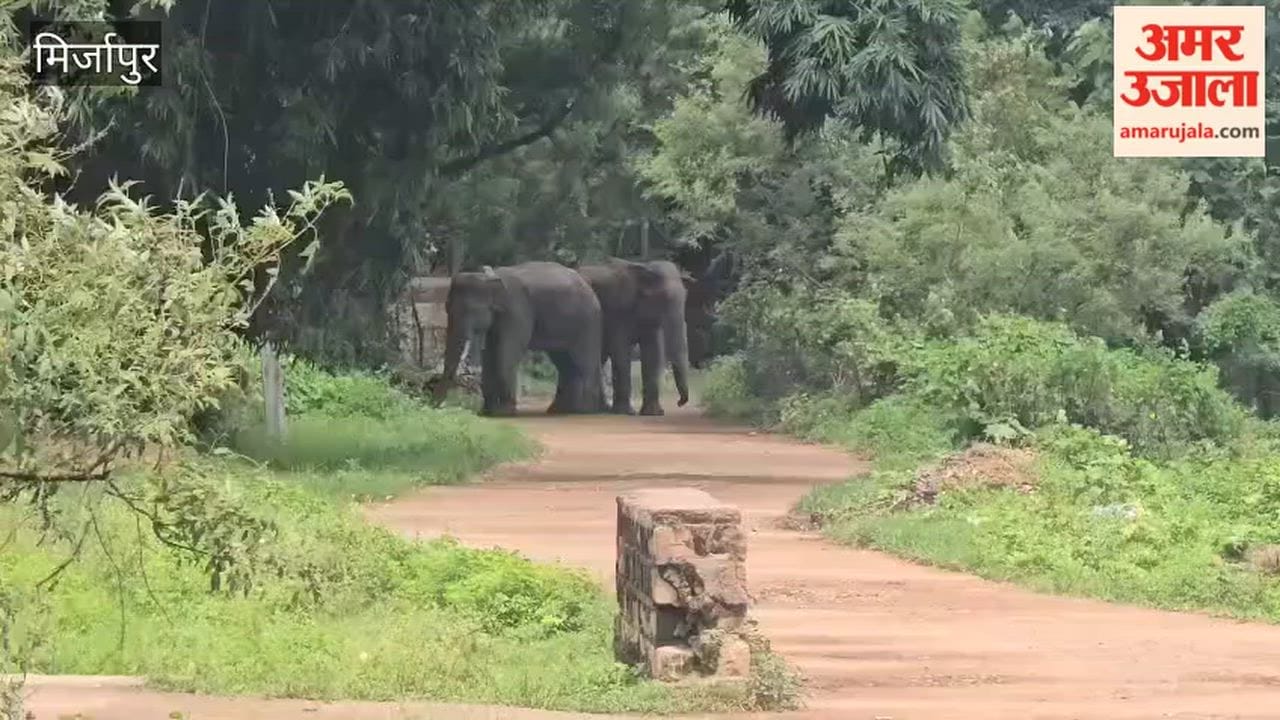 Pair of wild elephants roaming in MP