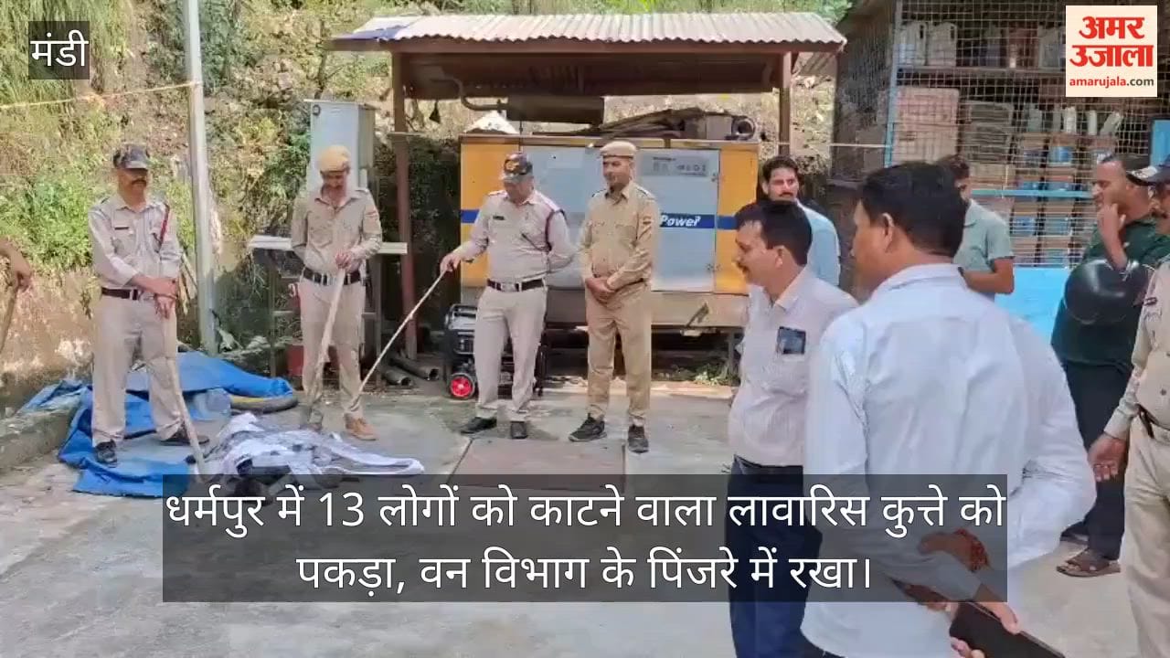 Mandi: Stray dog that bit 13 people in Dharampur captured; placed in a Forest Department cage.