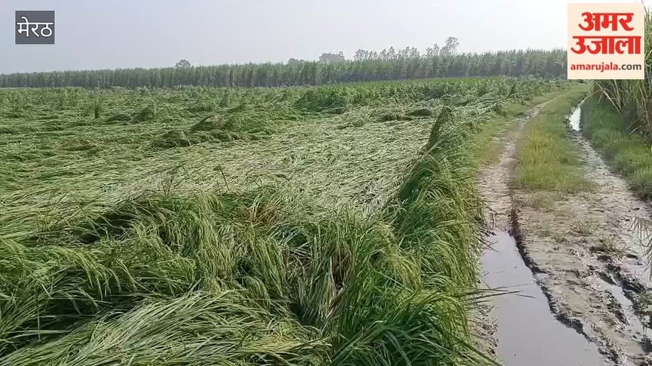 Meerut: Rain accompanied by strong winds damaged sugarcane and paddy crops.