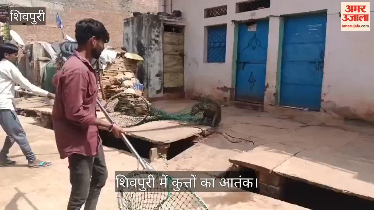 Black dog terror: Over 35 people bitten in Shivpuri; many, including children, injured.