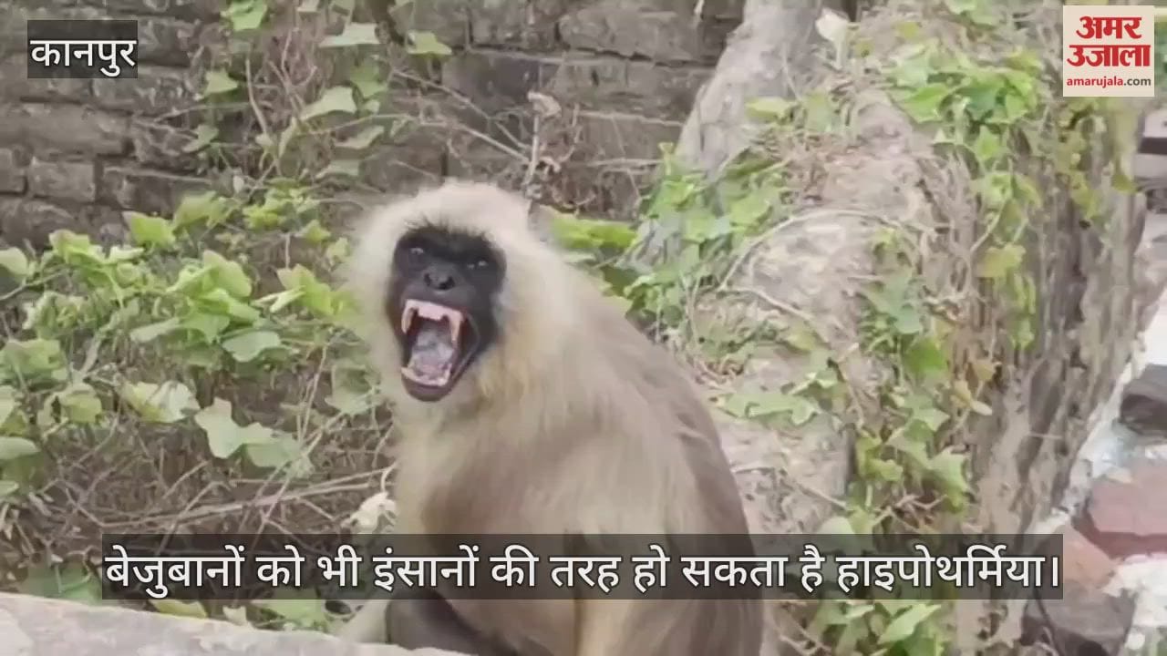 कानपुर: लंगूरों के चेहरे में झलकती प्रकृति की मार, हाड़कंपाऊ ठंड से वन्य जीव बेबस