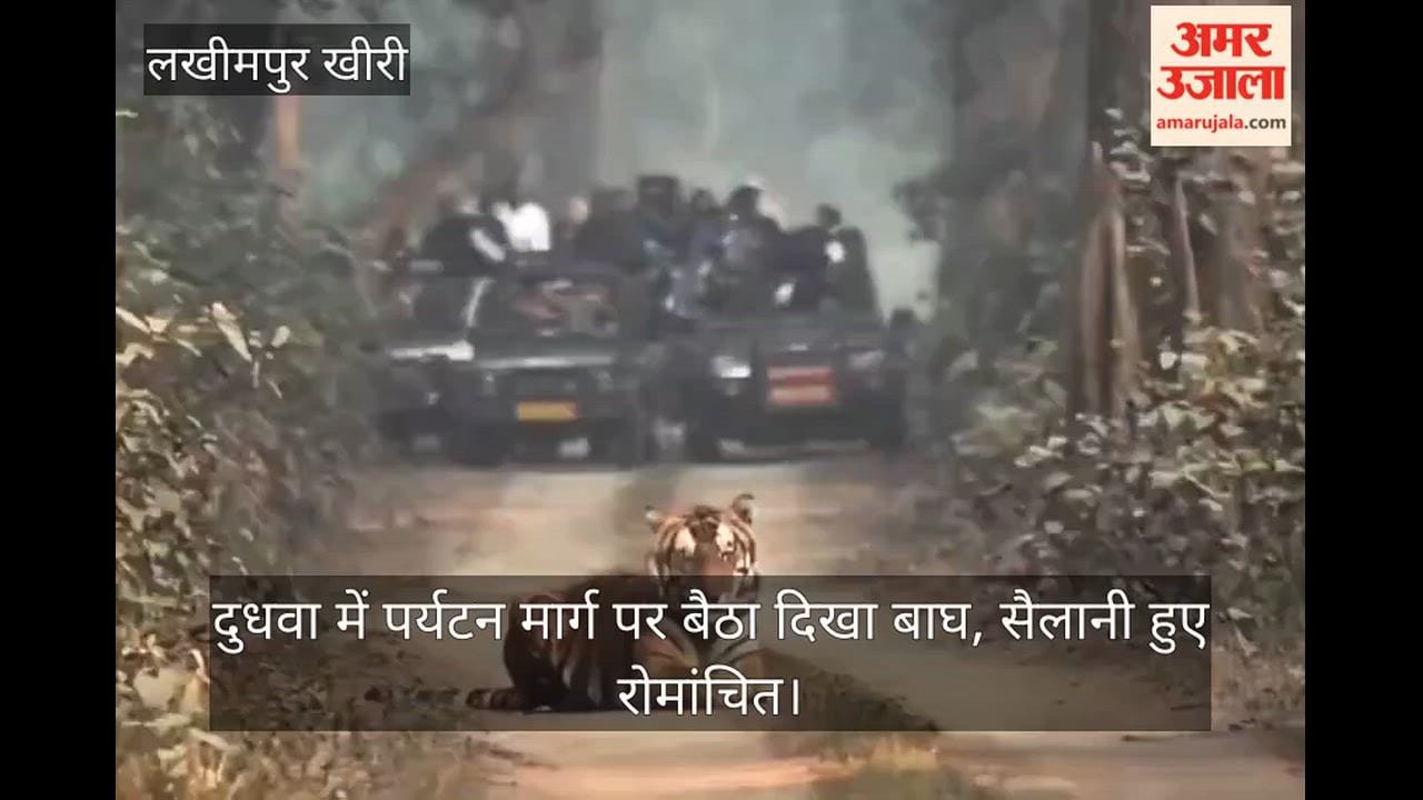 Tiger Spotted Sitting on Tourist Route in Dudhwa