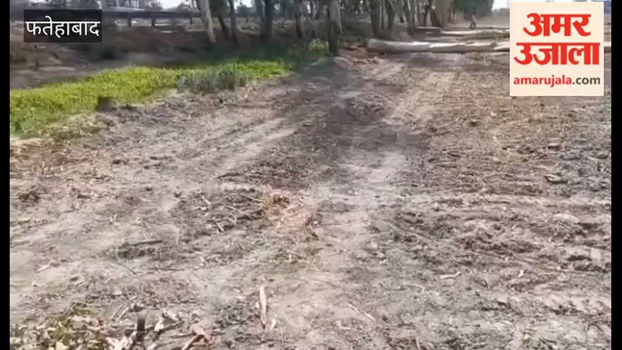 9 Trees Felled in Broad Daylight on Maniana Road in Tohana