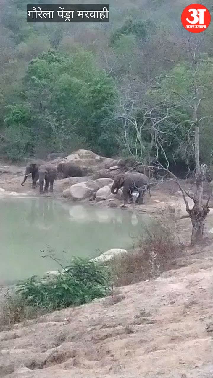 hathi