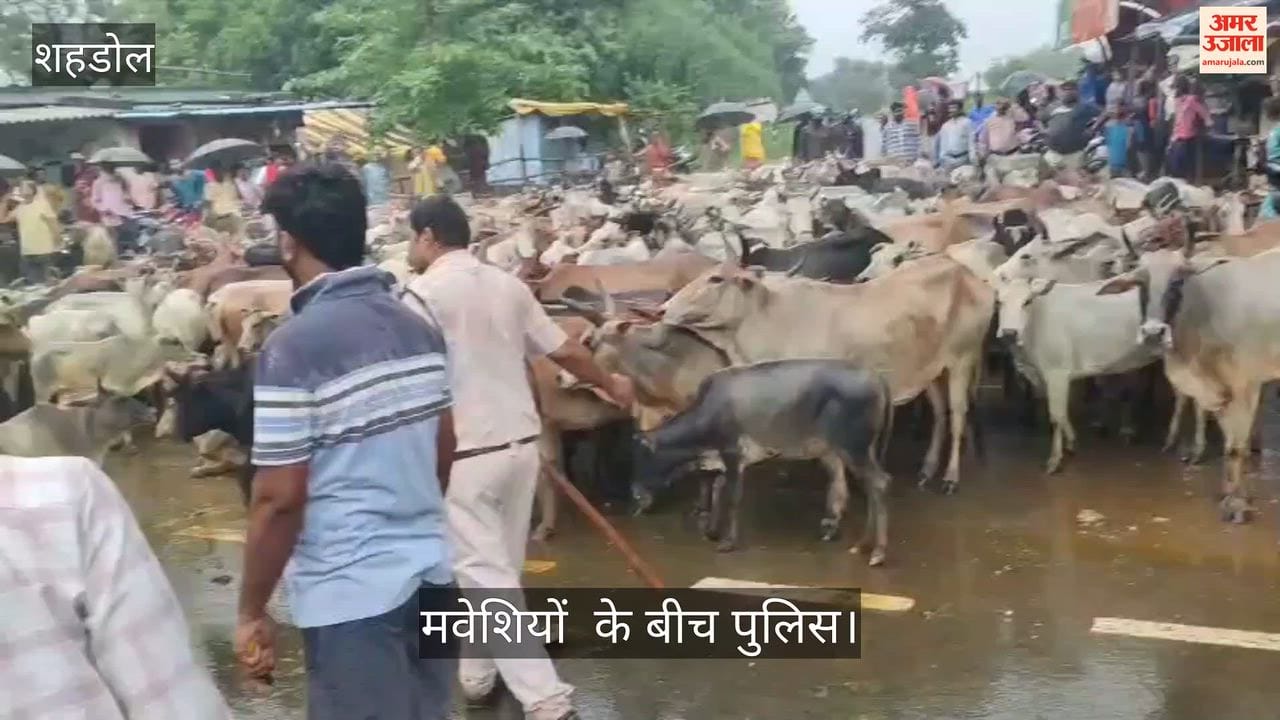 Villagers set out to lay siege to the tehsil office with a herd of stray cattle