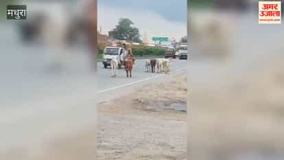 Searching for dry ground amidst the rain, stray cattle have taken to the streets.