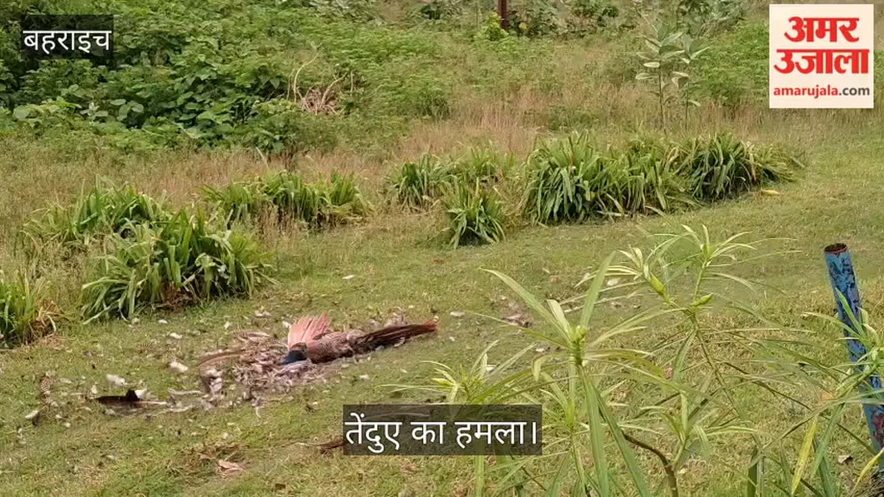 बहराइच: कतर्नियाघाट में तेंदुए का लाइव शिकार, मोर को दबोचा; वीडियो वायरल