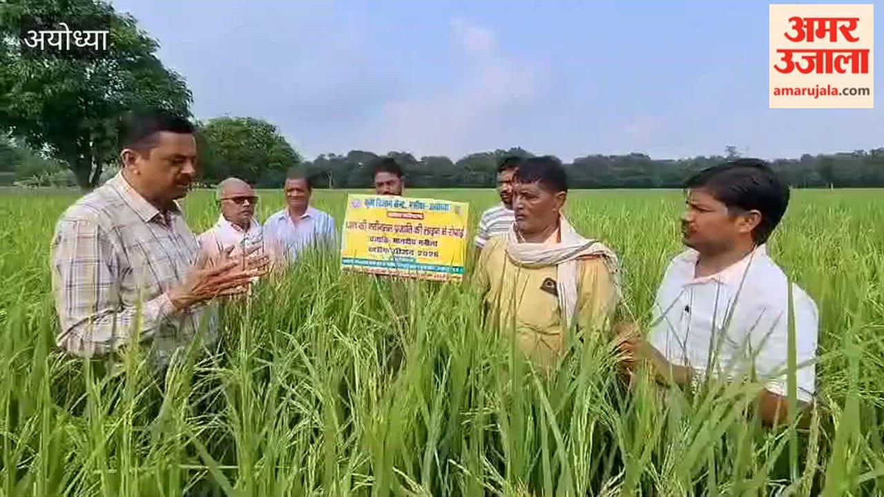 कम समय में तैयार होगी मालवीय मनीला धान की फसल, अयोध्या में कराया गया परीक्षण