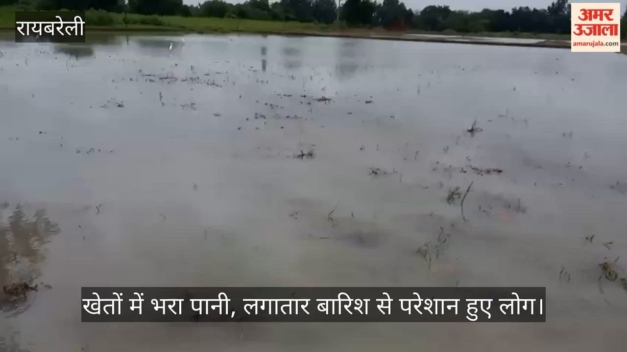 VIDEO: रायबरेली में बारिश से धान की फसल गिरी, खेतों में भरा पानी, लगातार बारिश से परेशान हुए लोग