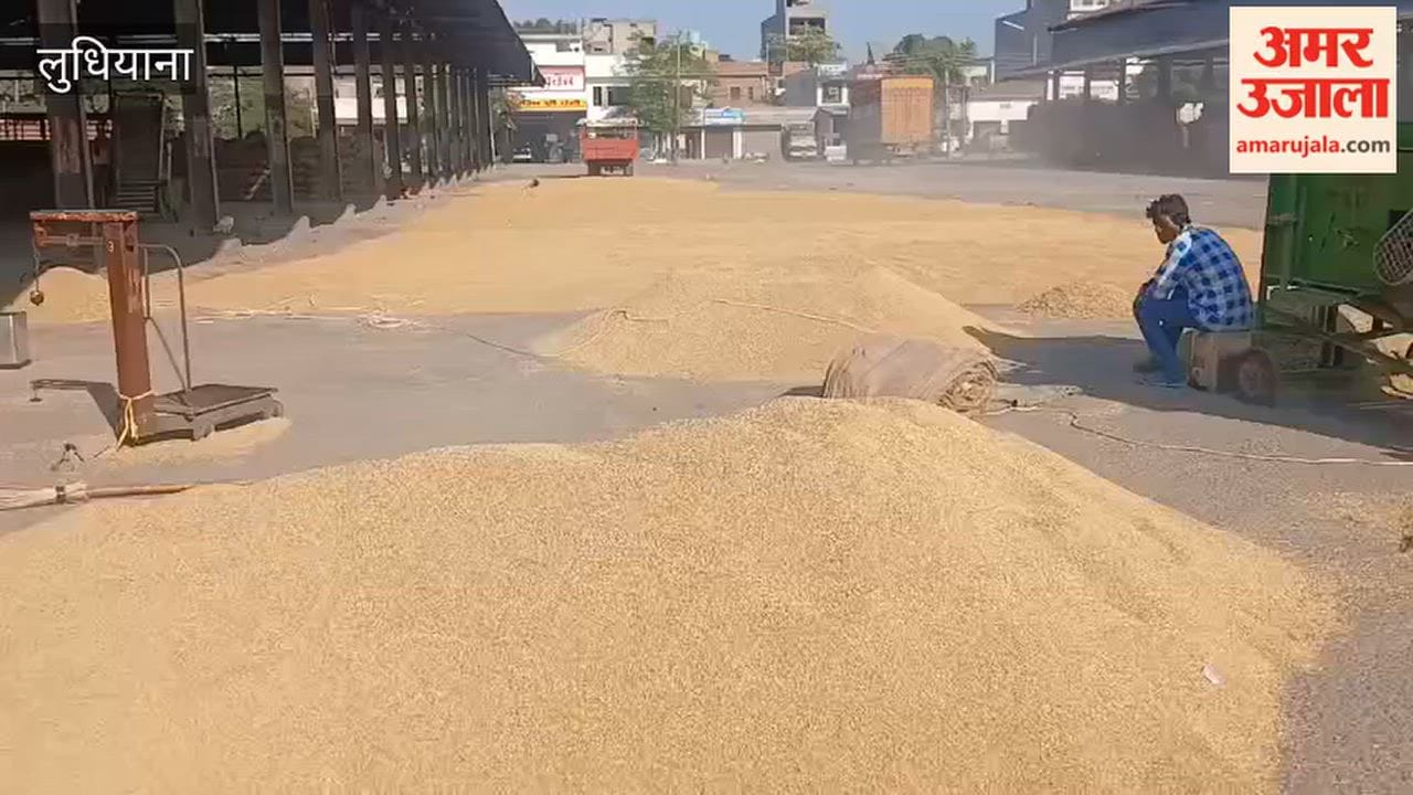 Government procurement of paddy begins today ludhiana