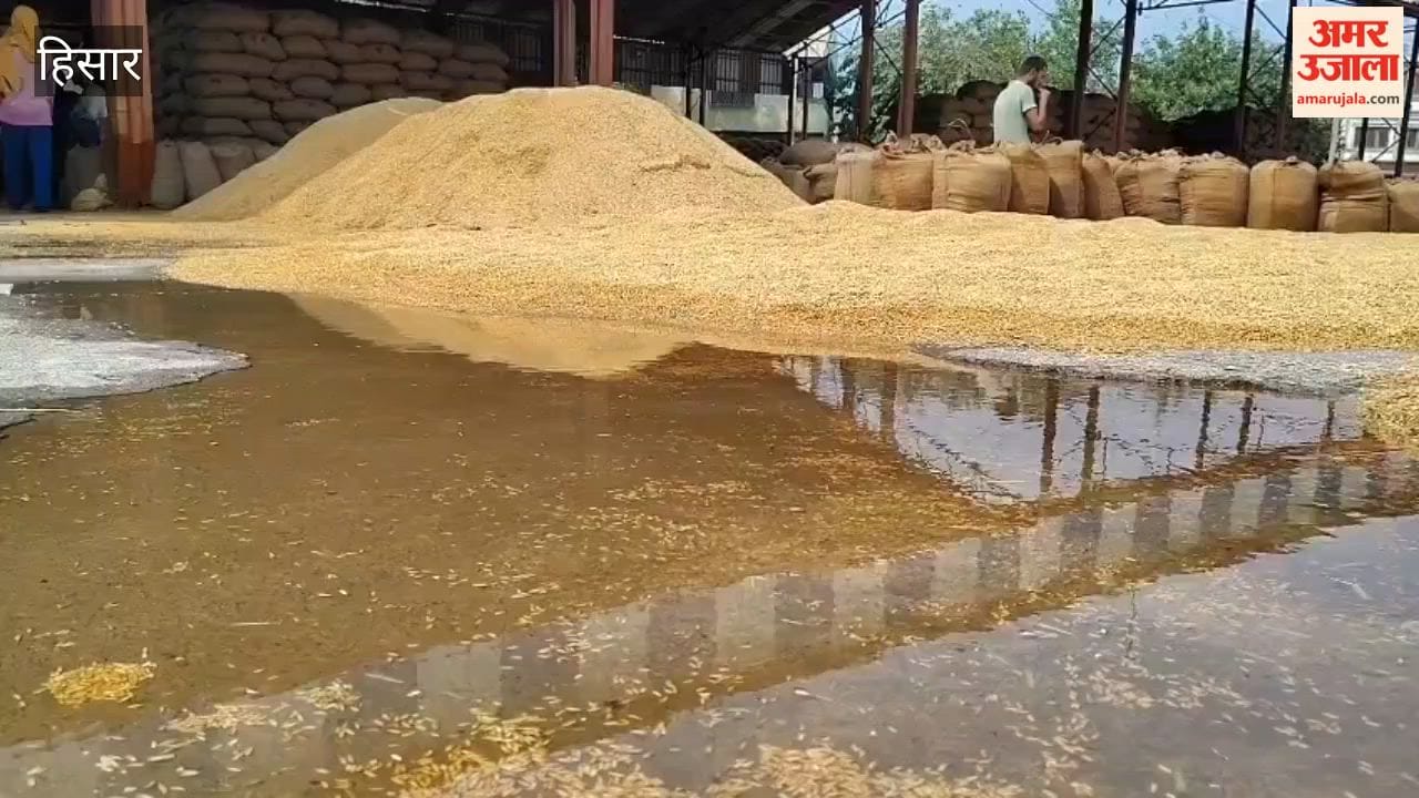 Farmers' 'yellow gold' (mustard crop) soaked by rain in Hansi Mandi; procurement and lifting operations come to a halt, compounding difficulties.