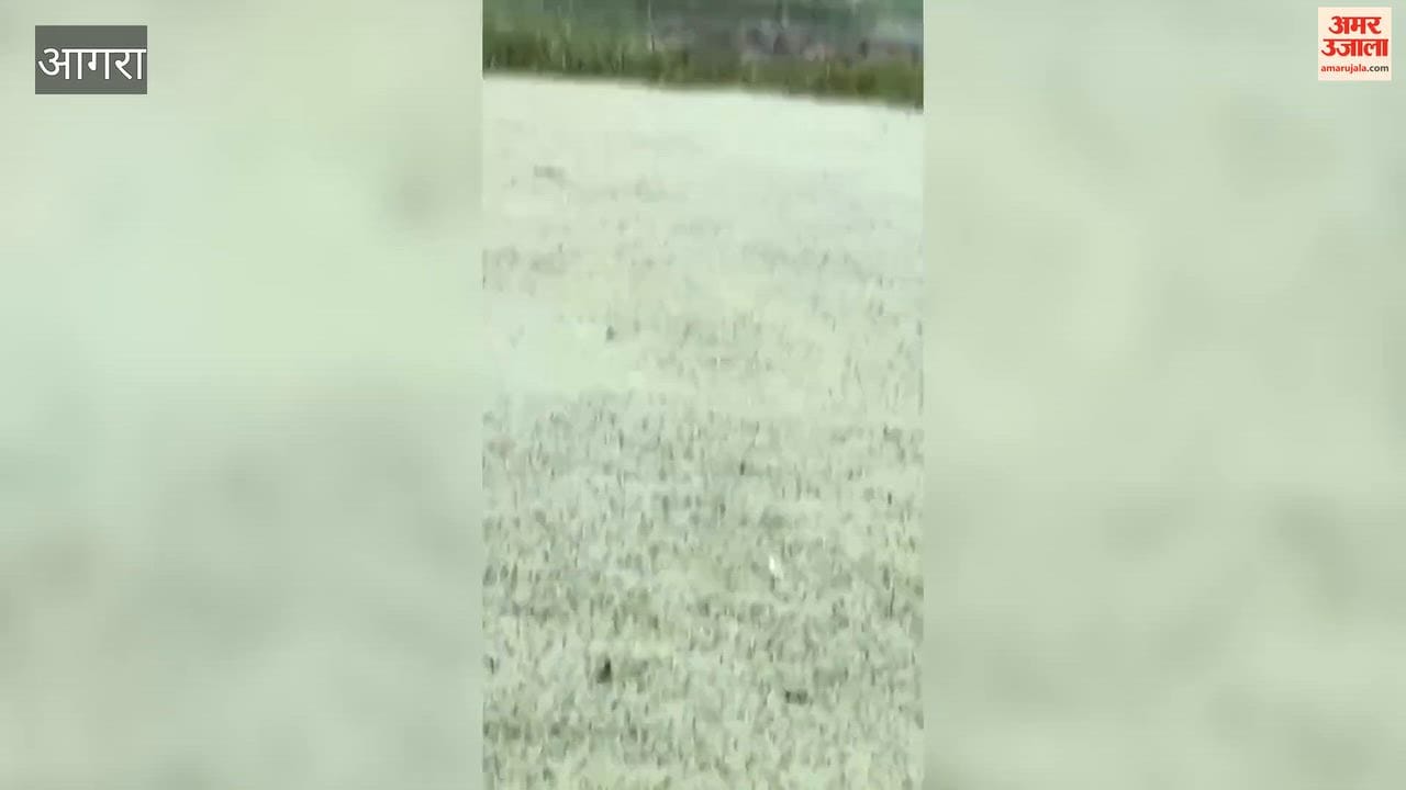 Panic in Kyari village due to a crocodile in the pond; the pond will be drained for a rescue operatio