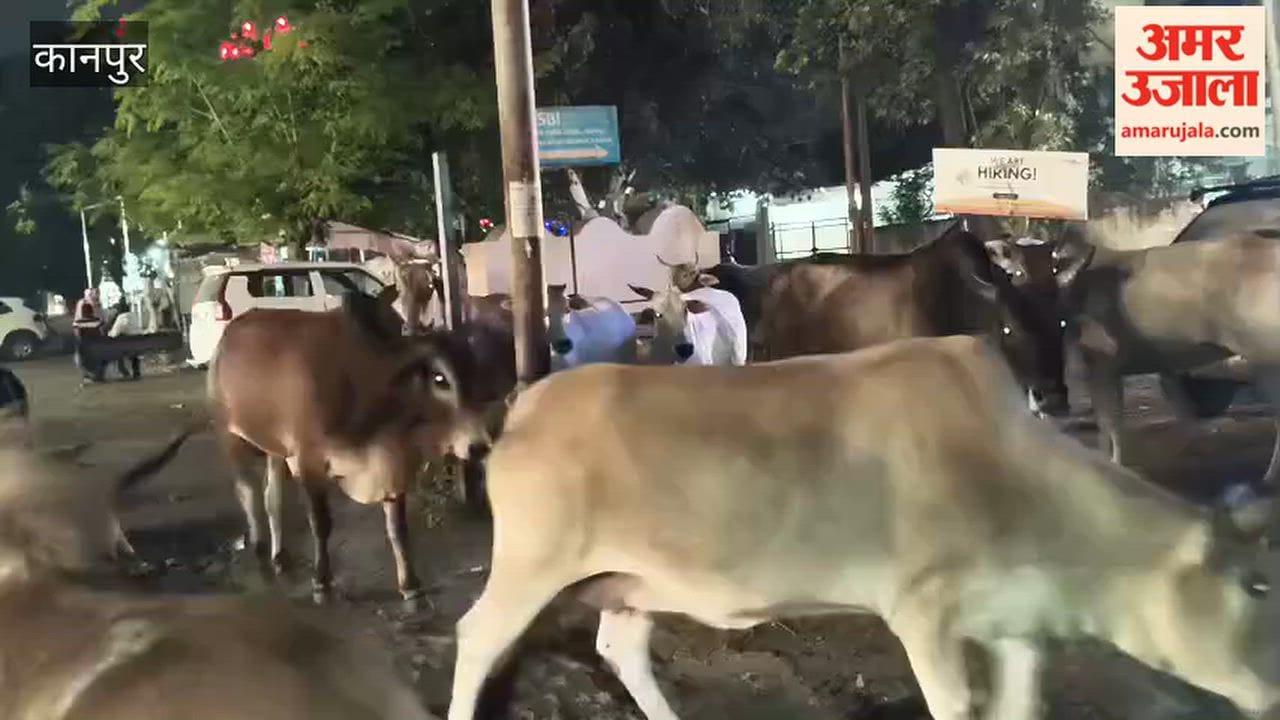 Kanpur: Menace of stray cattle on GT Road poses risk of accidents