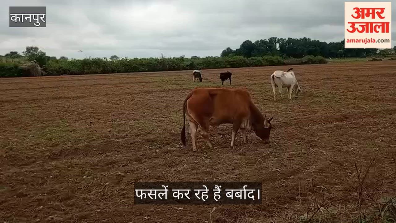 Kanpur Stray cattle roam roads and fields despite the presence of two cow shelters