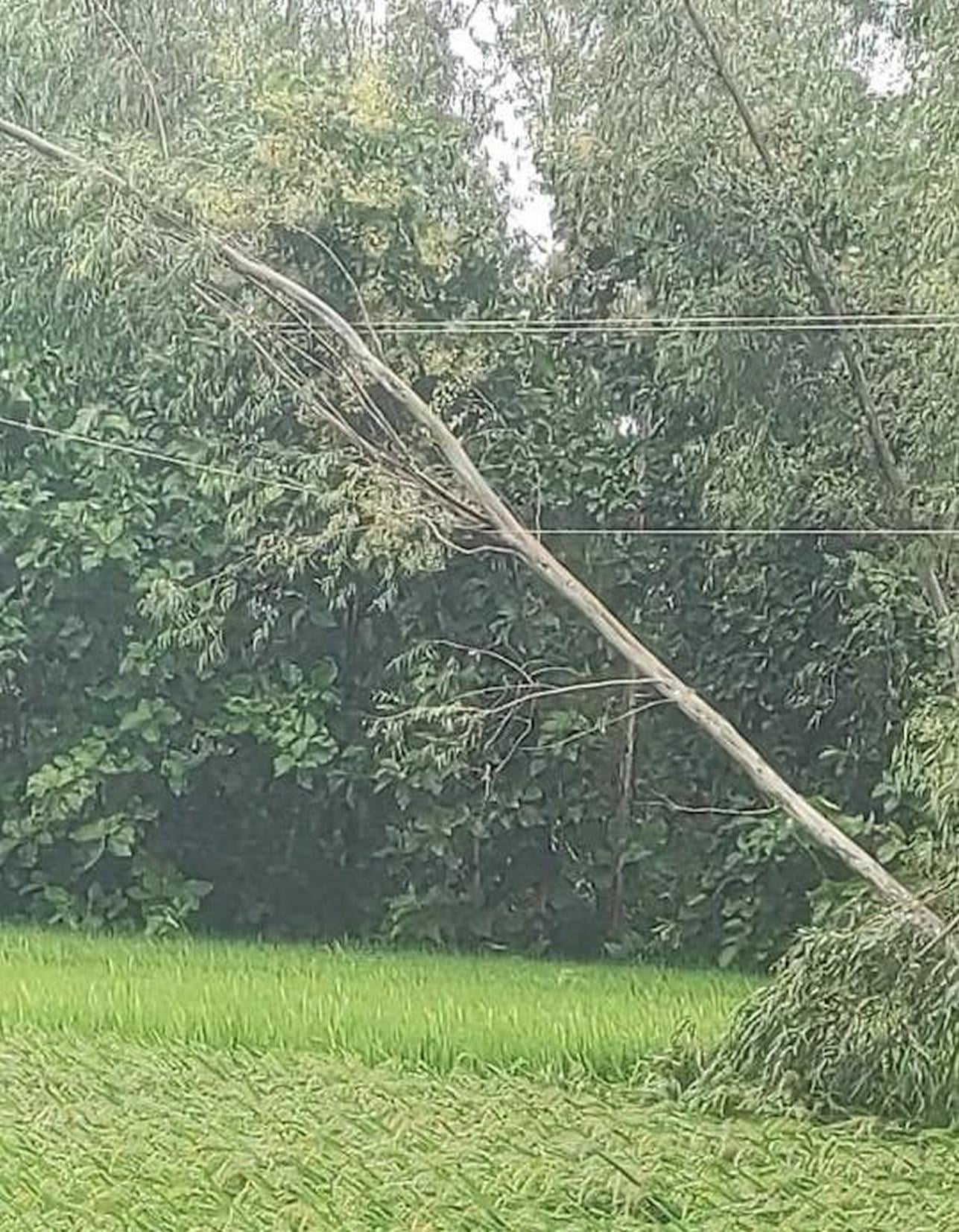 बारिश व तेज हवा से टूटे खंभे और तार।