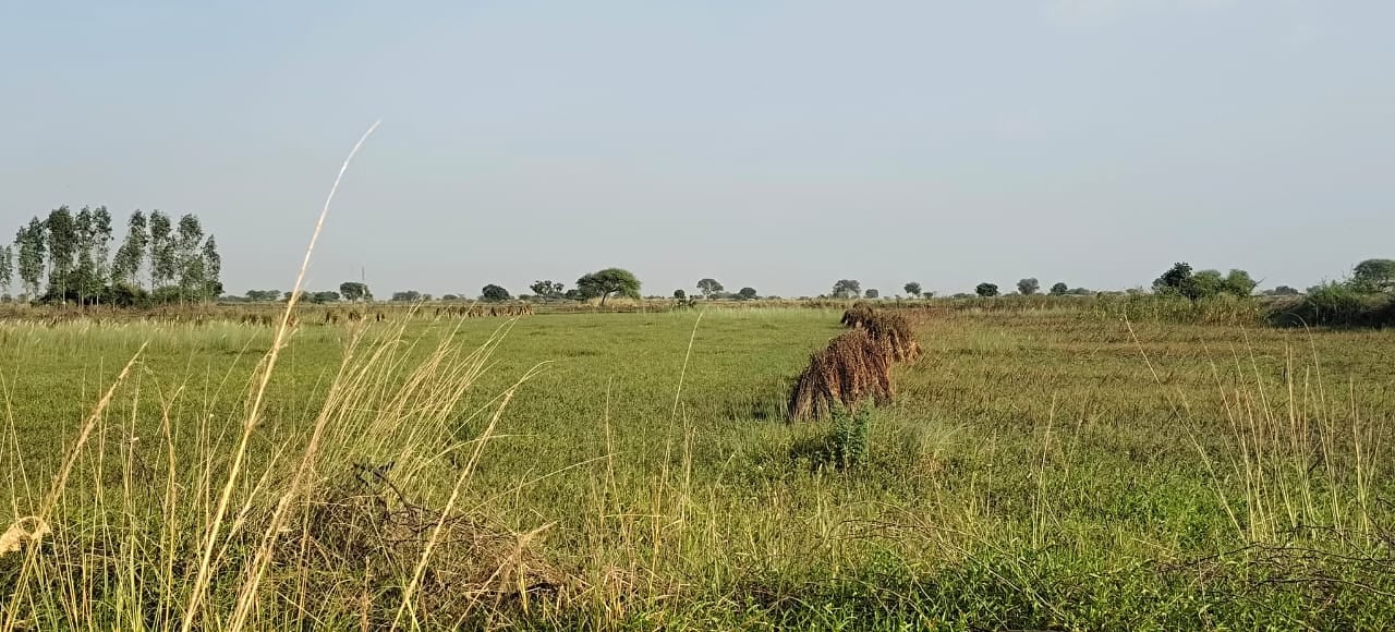 फोटो 09 एचएएमपी 15- शिवम सिंह।