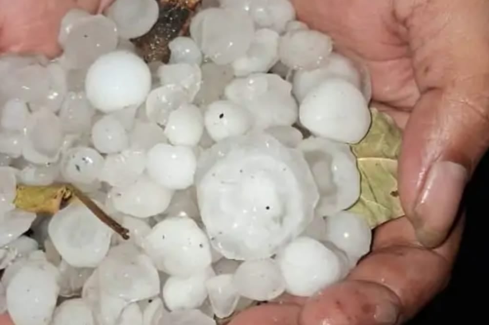मेडिकल कॉलेज की ओपीडी के बाहर जीटी रोड एंबुलेंस के ऊपर गिरा पेड़। संवाद