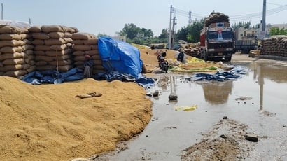 नई अनाजमंडी कैथल में बारिश के पानी में डूबे धान के कट्टे। संवाद