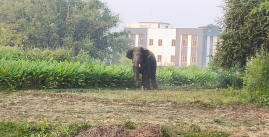 किशनगंज में हाथियो के उत्पाद से बुजुर्ग व्यक्ति की हुई मौत और बच्चा घायल