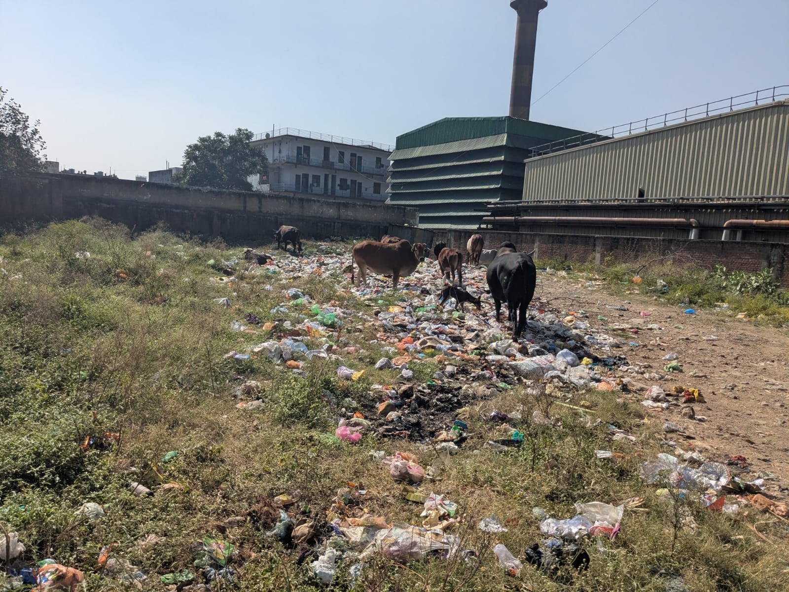 बद्दी के हिमुडा कालोनी के फेस चार में बिल्डिंग की दीवारों पर उगी घास- संवाद।