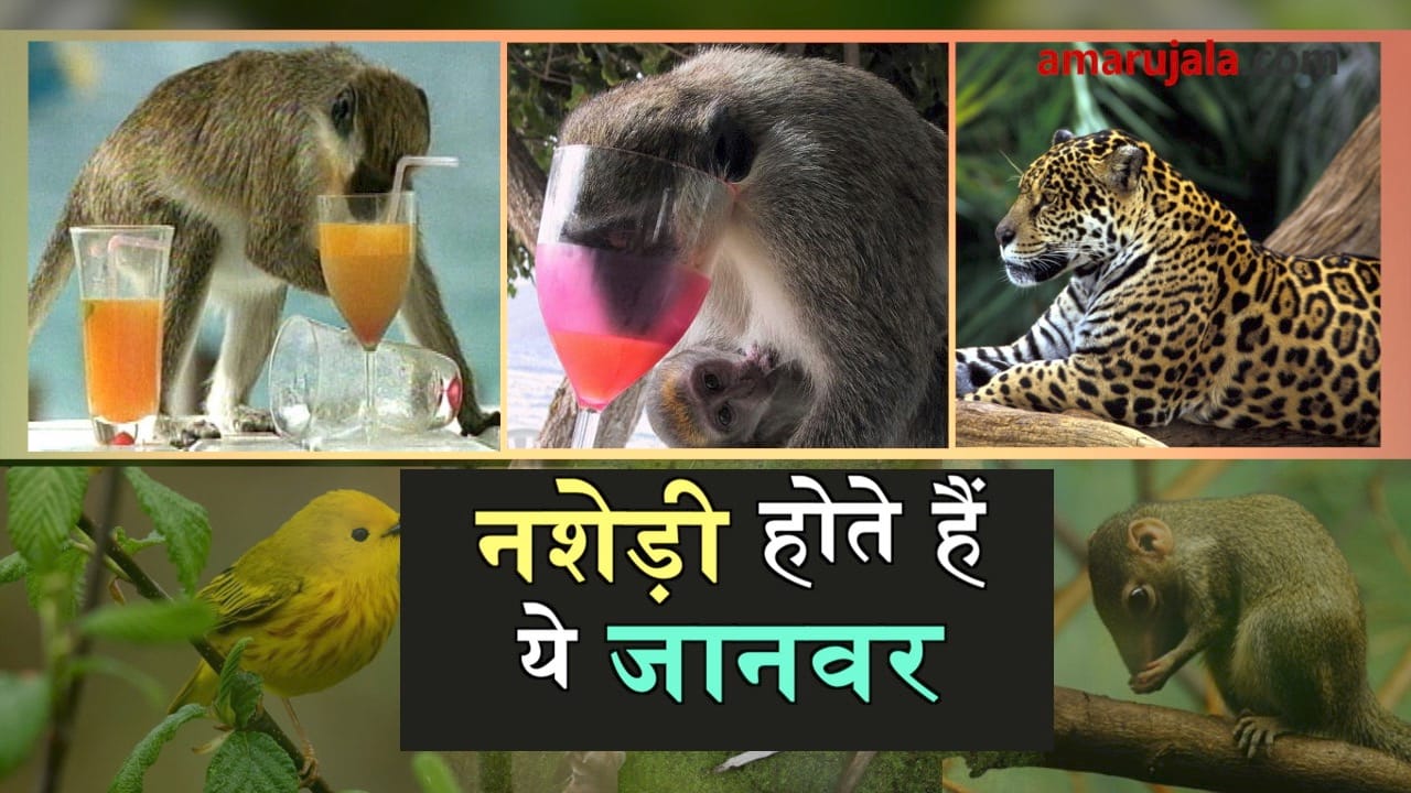 प्रतीकात्मक तस्वीर