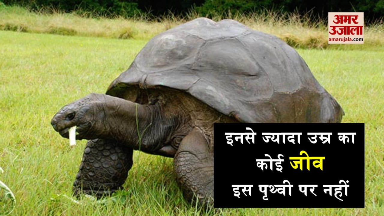 jonathan tortoise