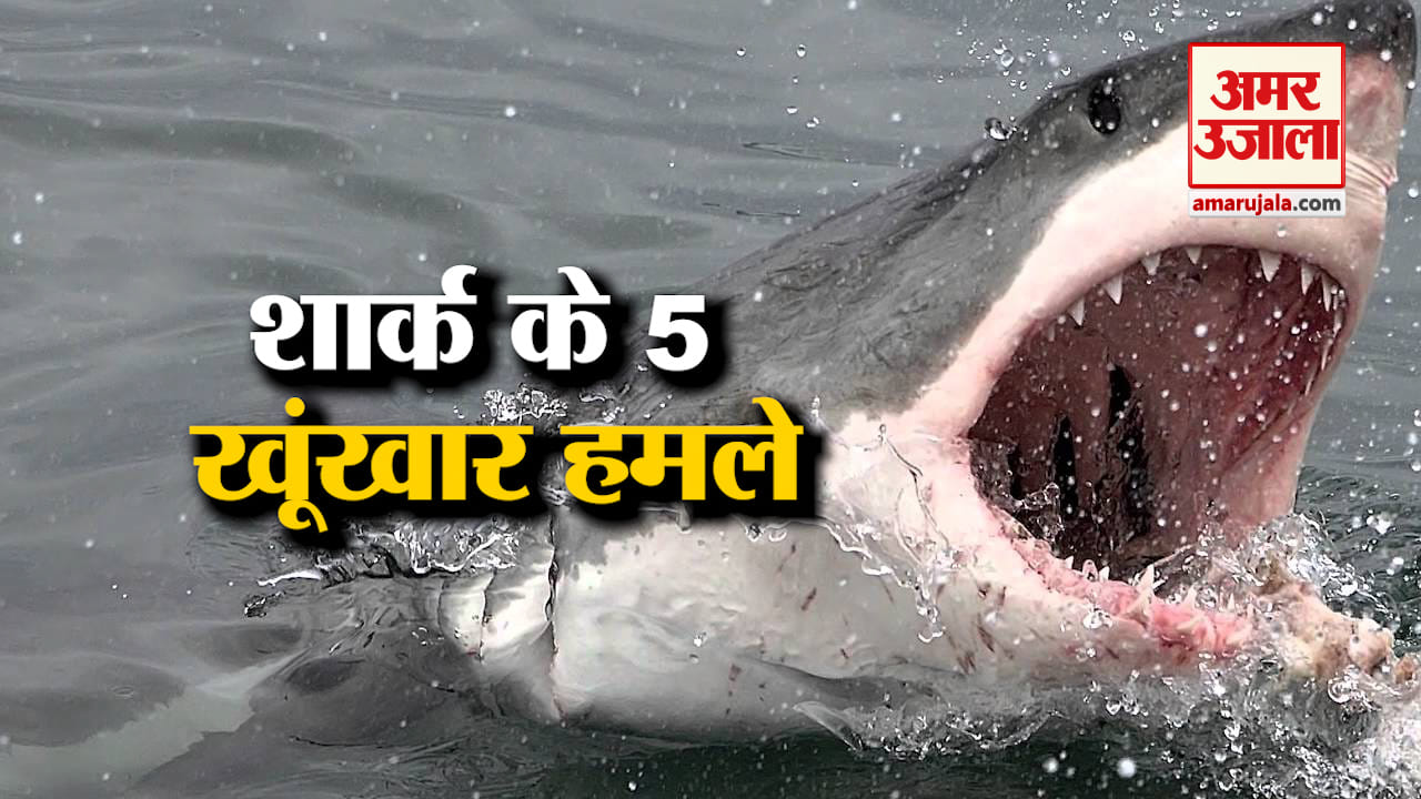 शार्क के इन जानलेवा हमलों से ऐसे बचे ये लोग