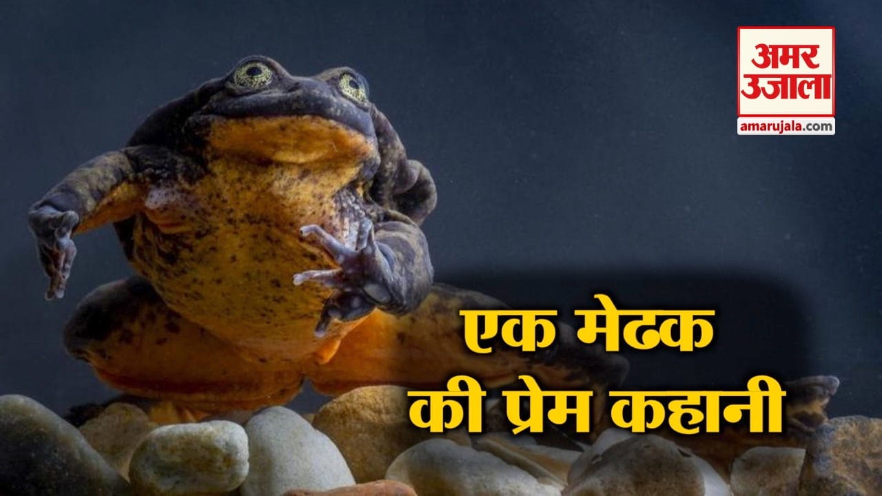 मेढक