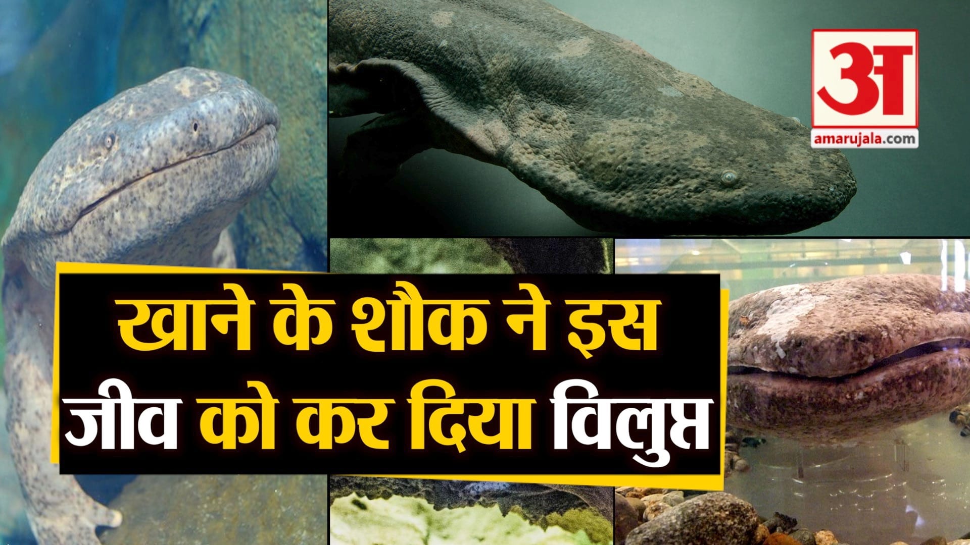 डिजाइन पिक्चर