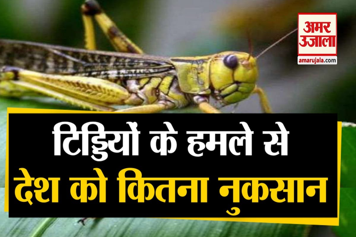 टिड्डी