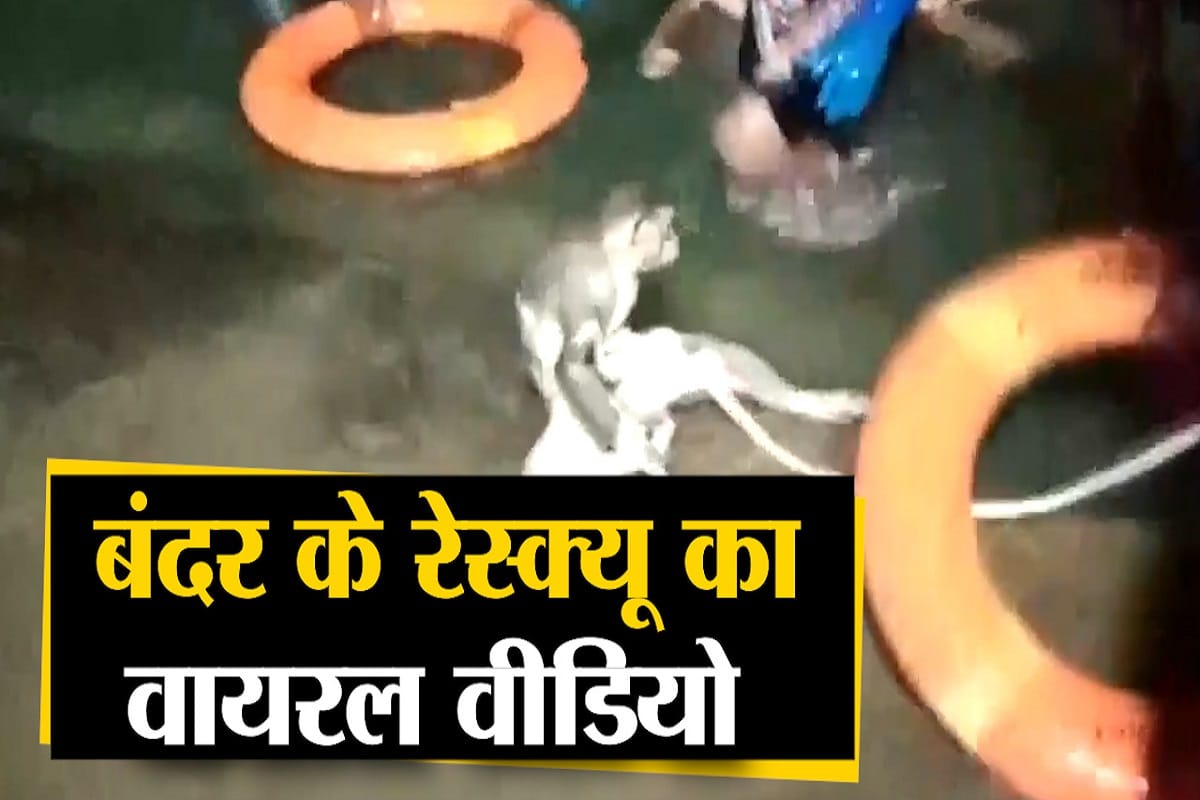 बंदर