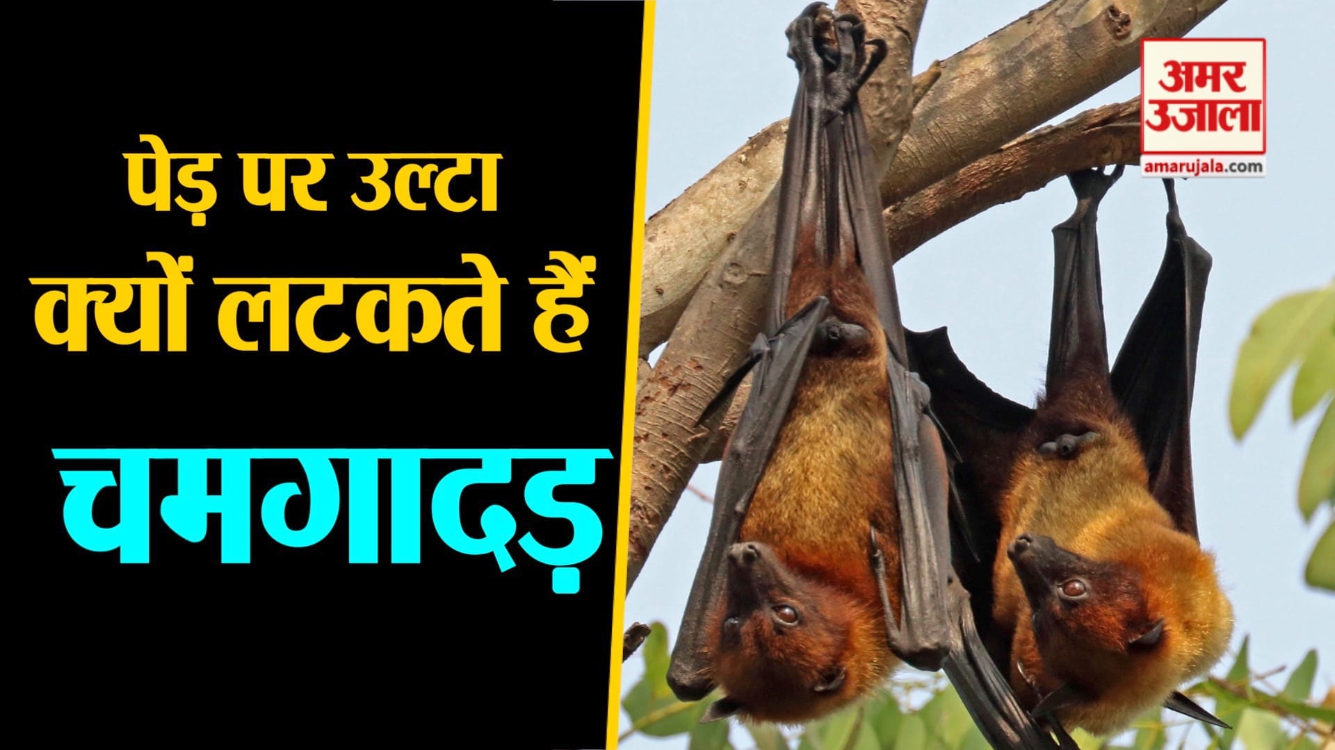 डिजाइन इमेज