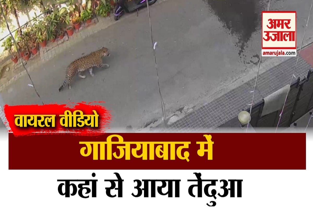 वायरल वीडियो