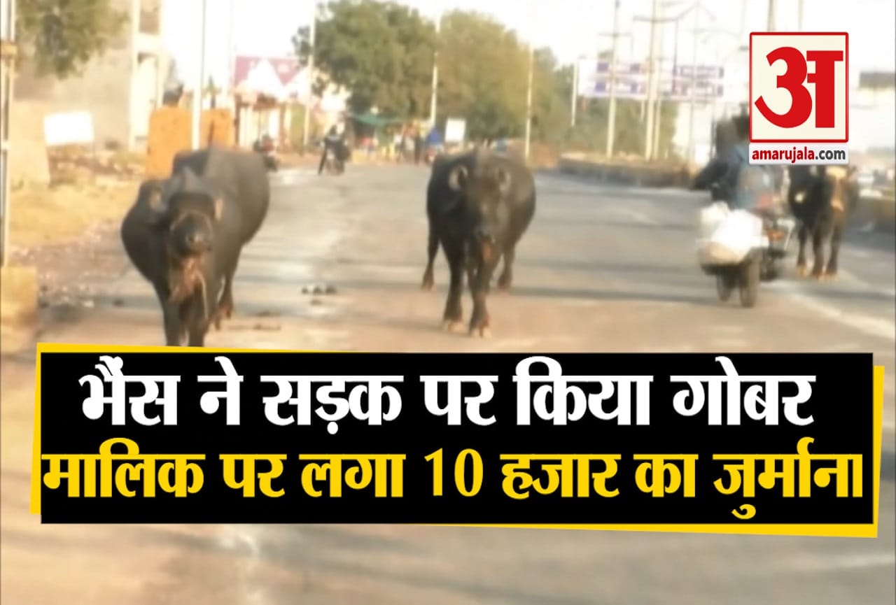 भैंस