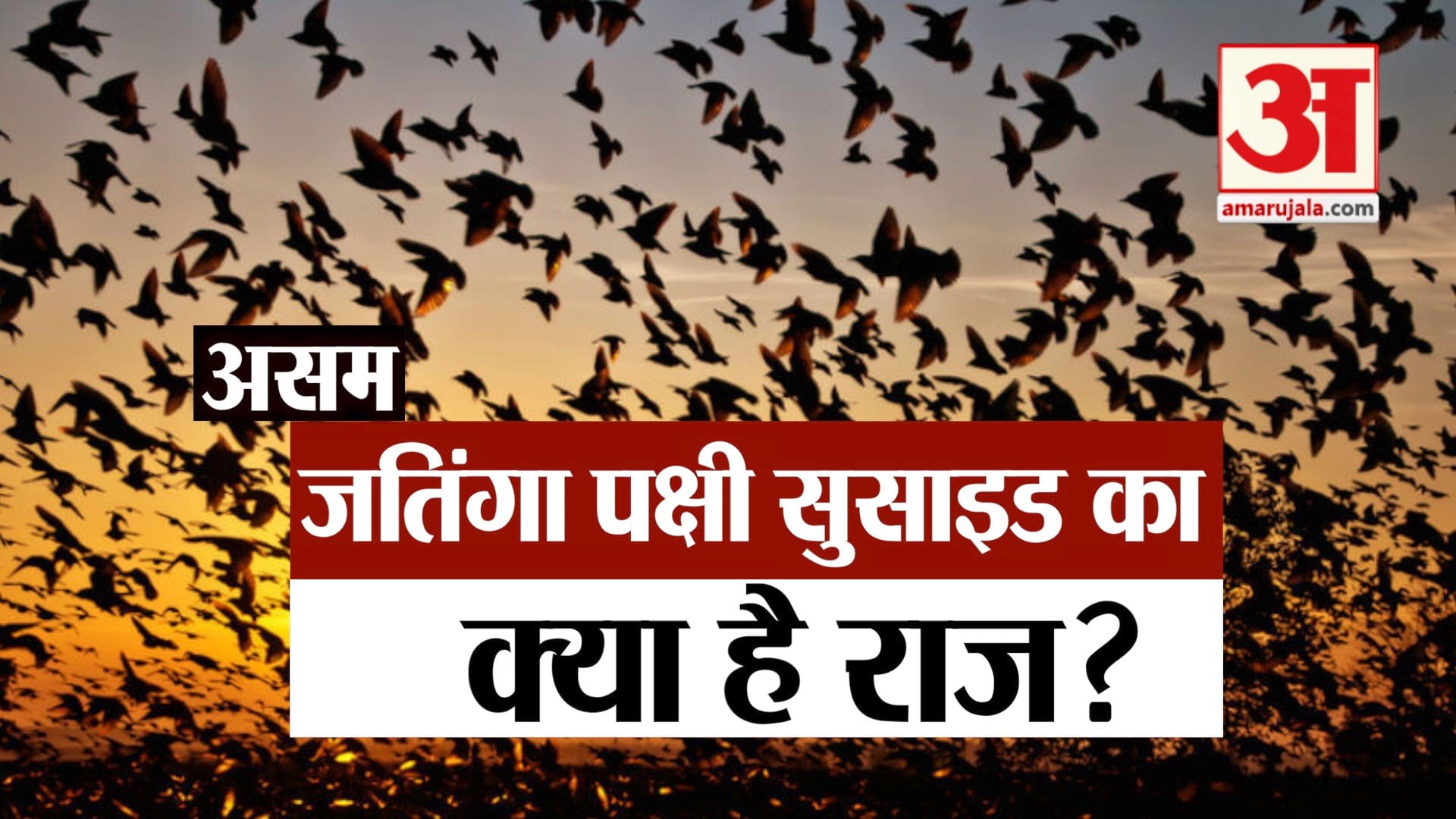 जतिंगा पक्षी आत्महत्या