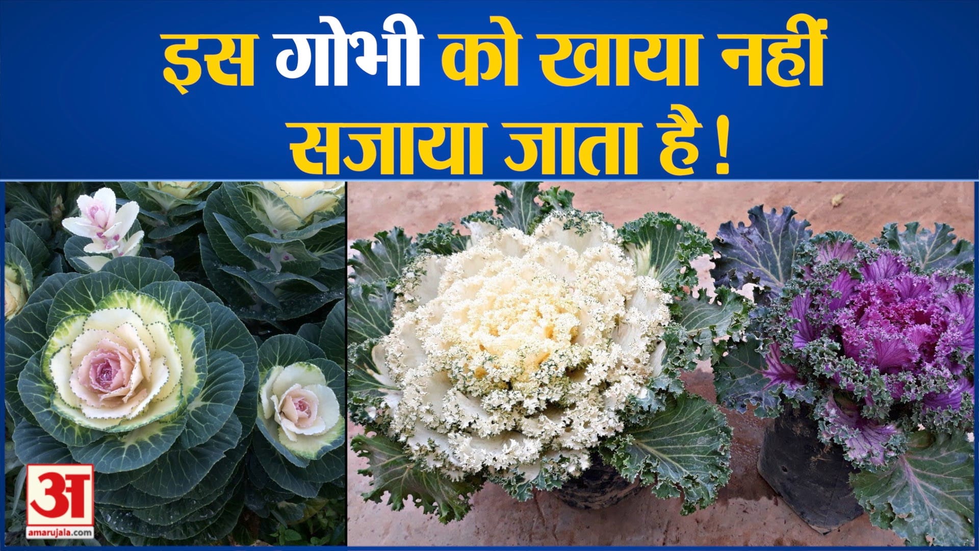 ऑर्नामेंटल कैबेज
