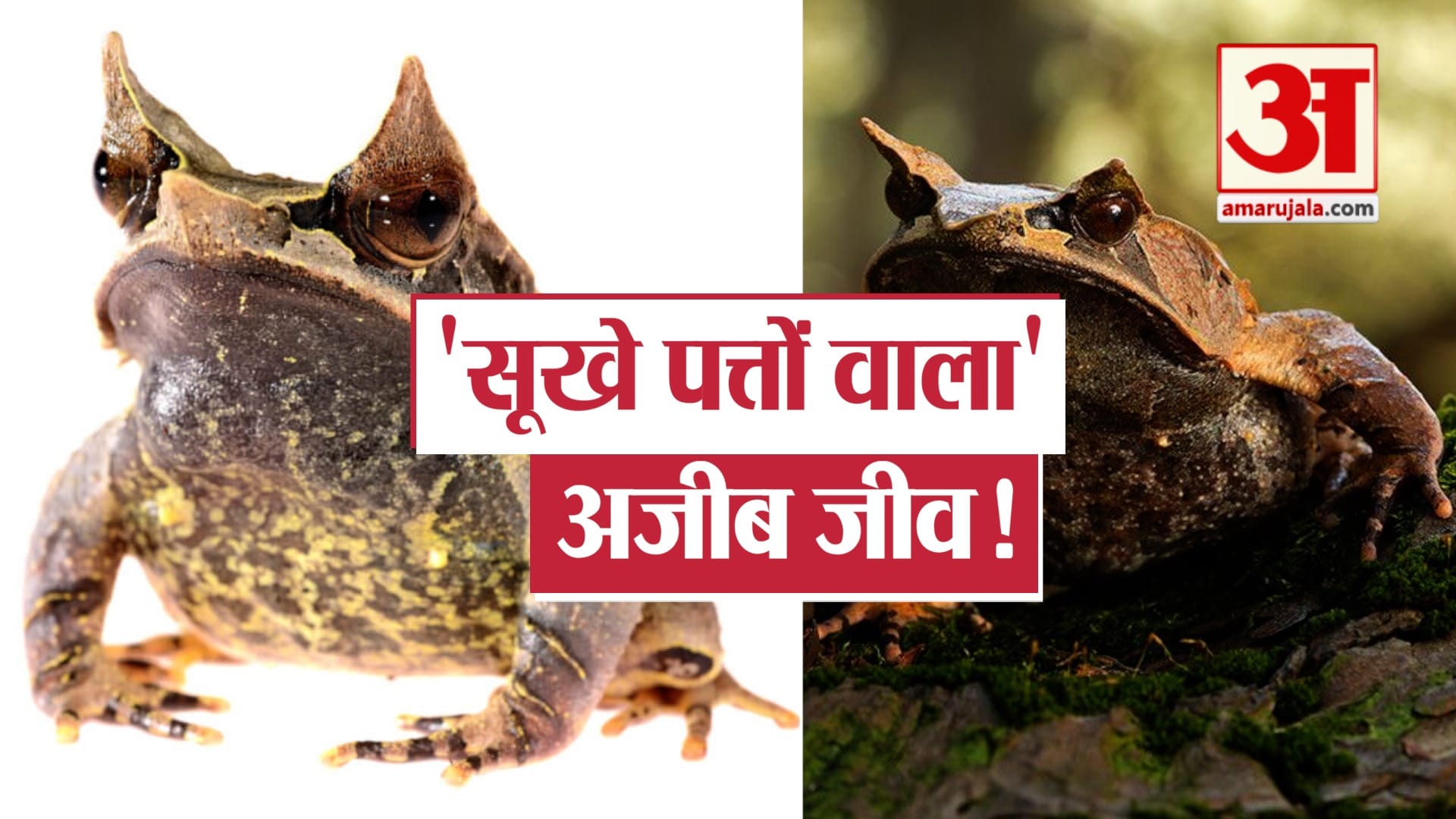 मेंढक