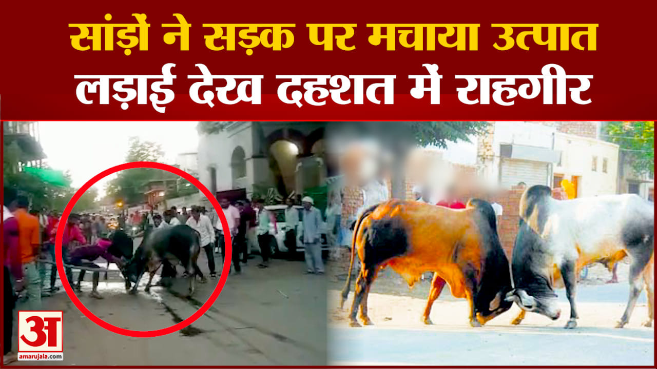 राजगढ़ में सांड़ों का आतंक