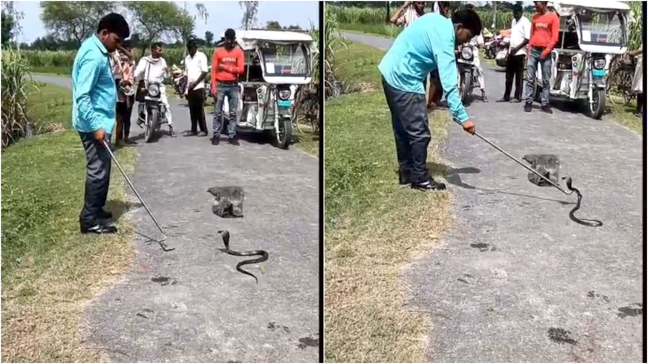 सर्प मित्र ने रेस्क्यू कर कोबरा को जंगल में छोड़ा