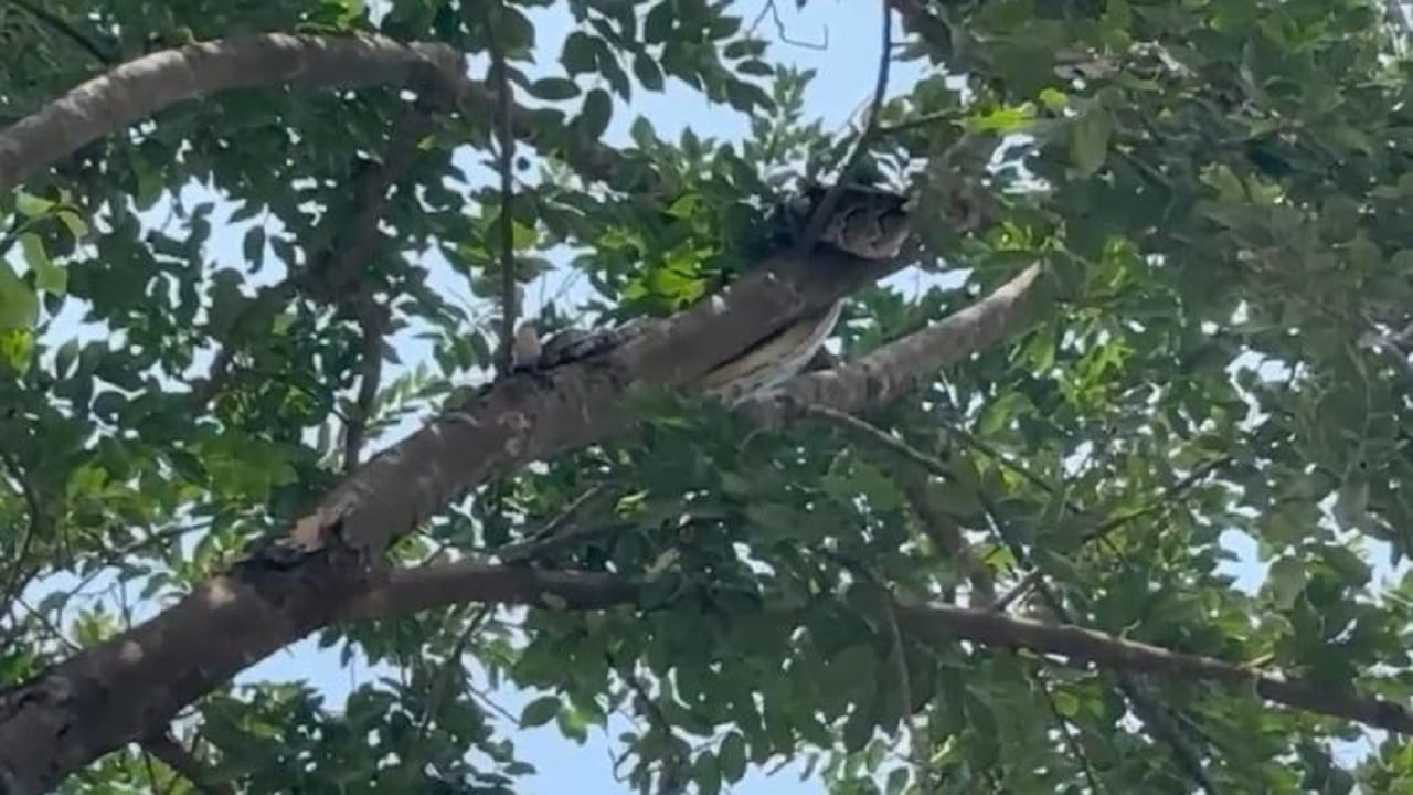 डाल पर लिपटा अजगर